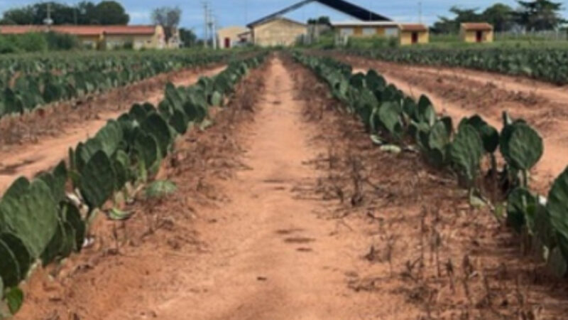 Sudene amplia produção de palma no Semiárido com investimento de R$ 2,6 milhões