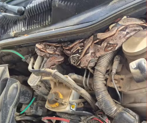 Jiboia de 1,5 metro é encontrada dentro do motor de caminhonete no interior de PE