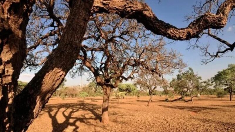 Estiagem: Pernambuco decreta Situação de Emergência em 75 municípios do estado