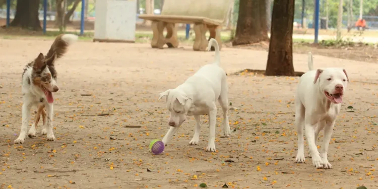Lei torna crime exercício ilegal da medicina veterinária 