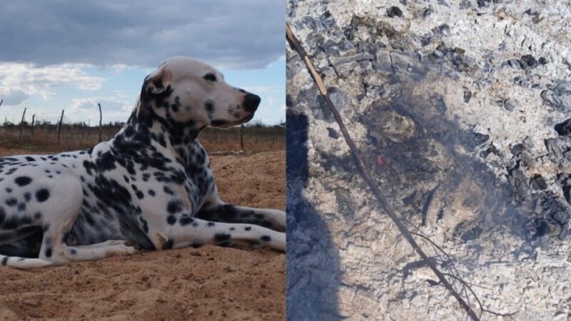 Cachorro é morto a tiro e tem corpo queimado em PE
