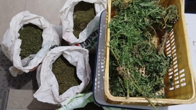 PM erradica 30 mil pés de maconha em Petrolina