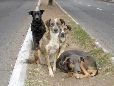 STF obriga prefeituras a proteger cães e gatos abandonados