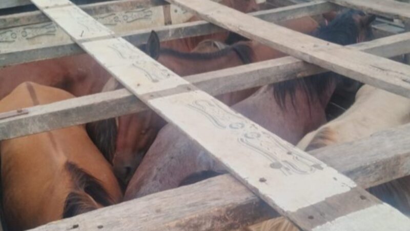Adagro adota medidas sanitárias após identificar transporte irregular de 17 cavalos em Ouricuri