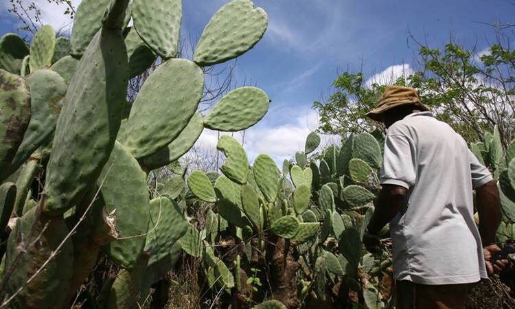 Projeto vai desenvolver palma mais resistente e com maior potencial nutricional