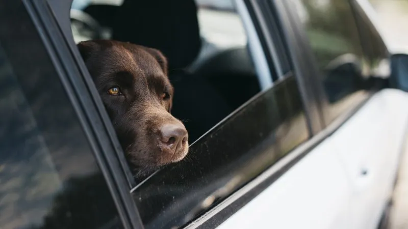 Abandono de animais em rodovias pode gerar suspensão da CNH