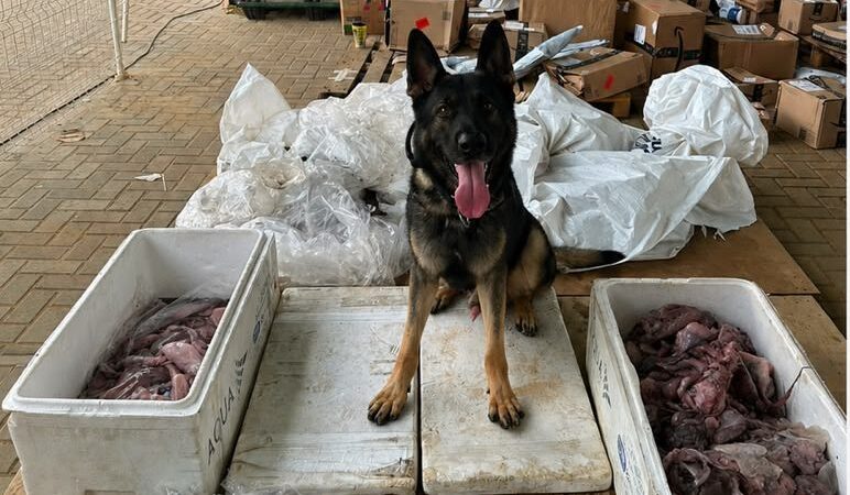 Polícia apreende carga de maconha escondida em polvos