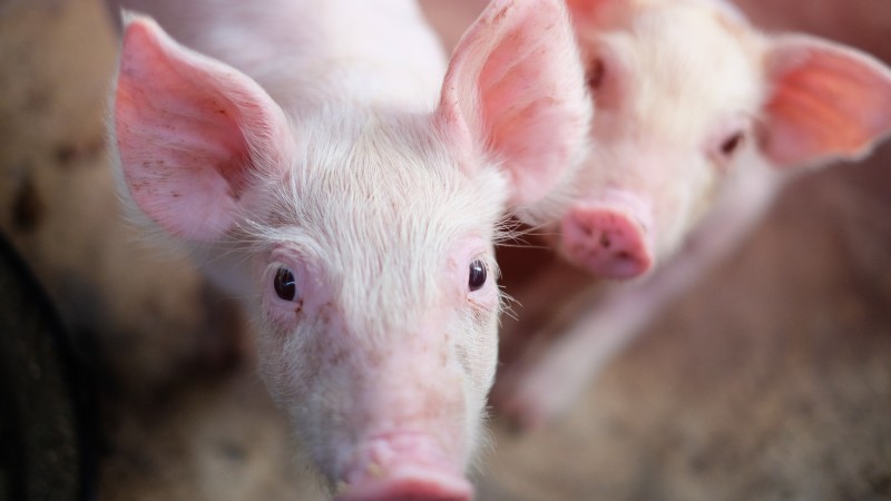 Projeto veta uso de animais vivos como prêmio em rifas e sorteios