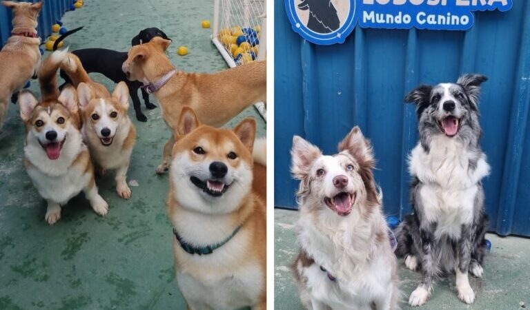 Pernambuco tem quase 52 mil animais domésticos cadastrados em sistema do Governo Federal