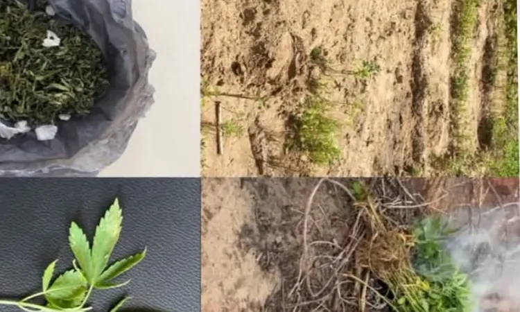 POLÍCIA MILITAR ERRADICA PLANTIO COM CERCA DE MIL PÉS DE MACONHA EM OROCÓ