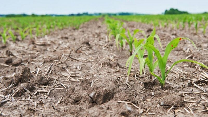Seca ameaça safra da agricultura familiar em mais de 190 municípios do país