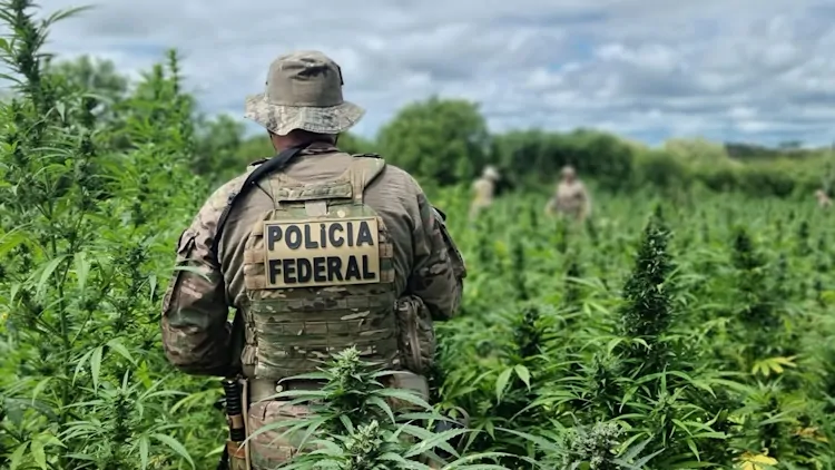 POLÍCIA FEDERAL DESTRÓI MAIS DE 600 MIL PÉS DE MACONHA NA OPERAÇÃO CARCARÁ NO SERTÃO